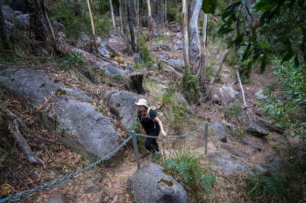 Person walking on track surrounded by forest