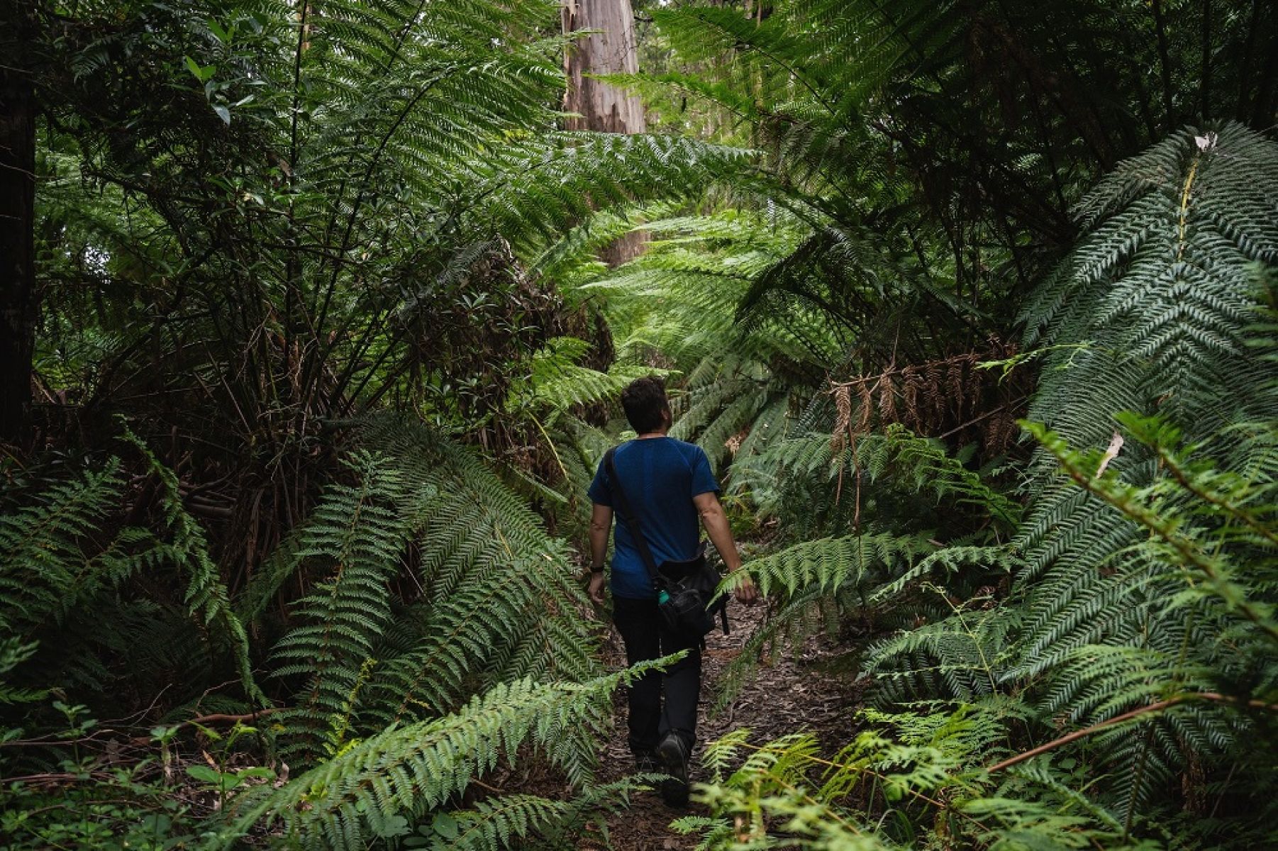 Person walking in rainforest
