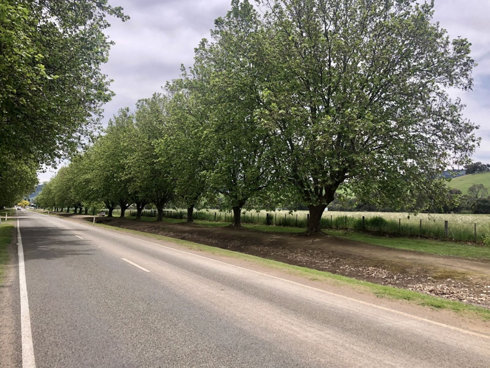 A sealed road flanked by formal planted rows of trees
