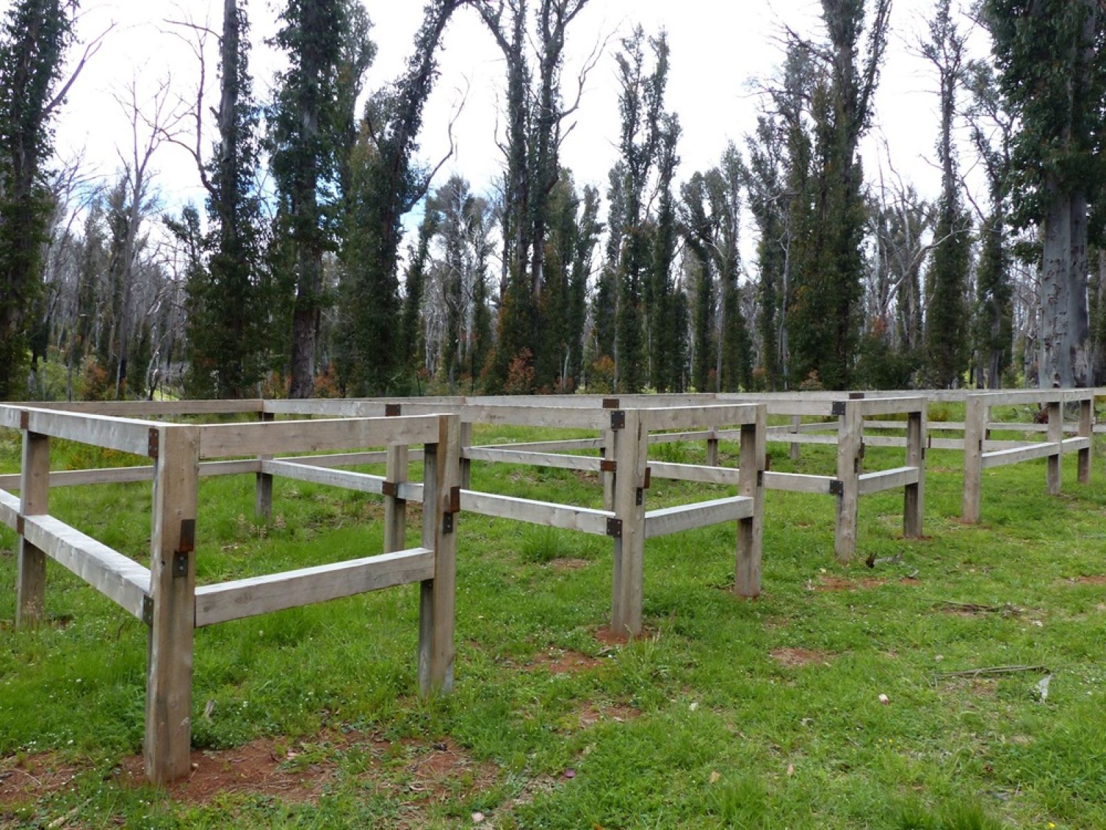 Horseyards surrounded by forest