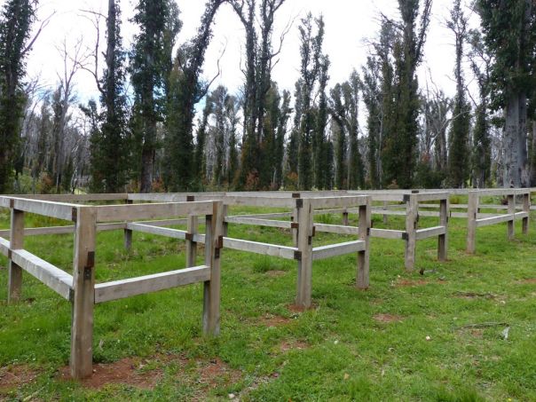 Horseyards surrounded by forest