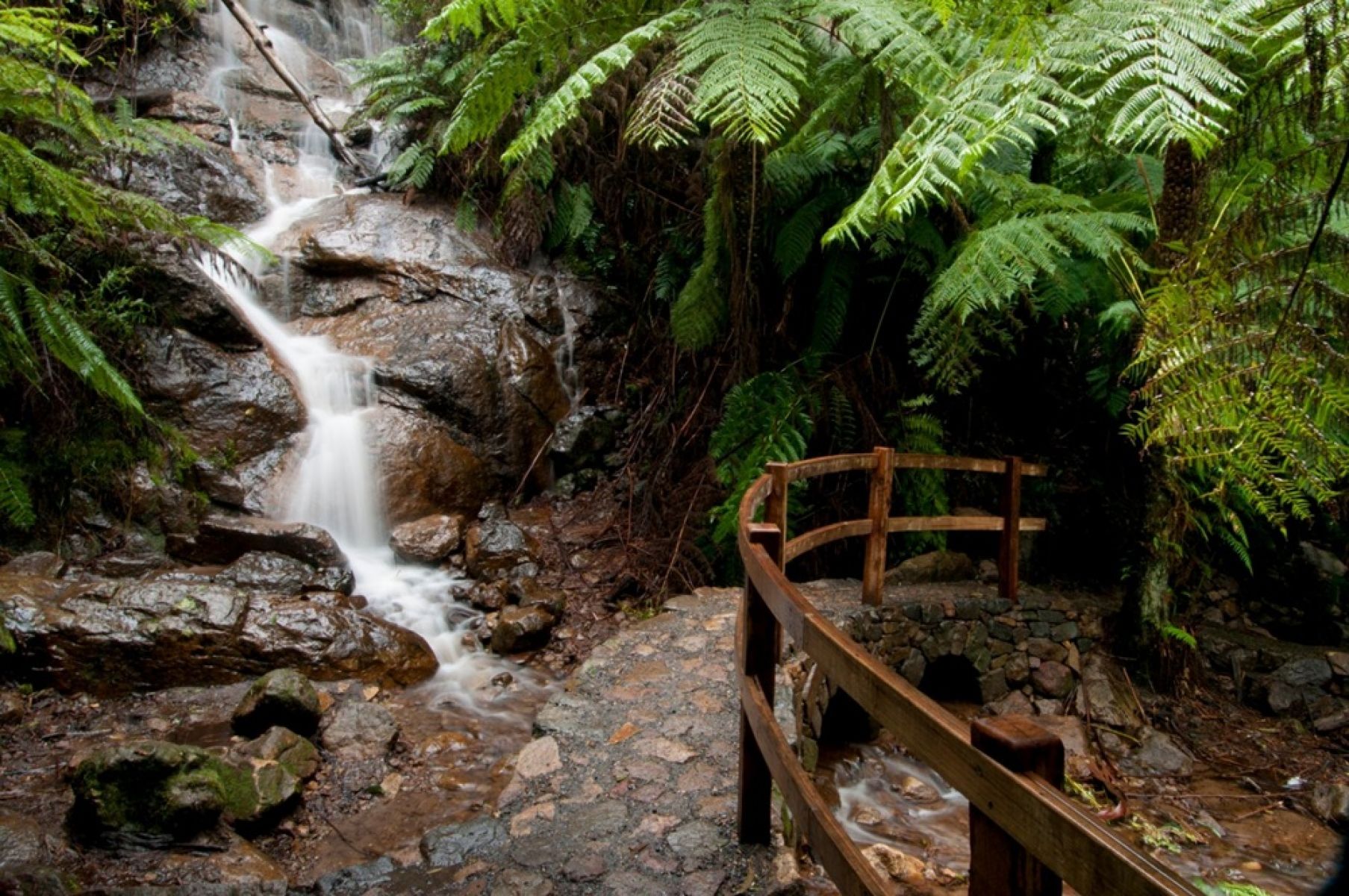 A waterfall flowing across rocks in the forest with a curved wooden fence and tree ferns. 
