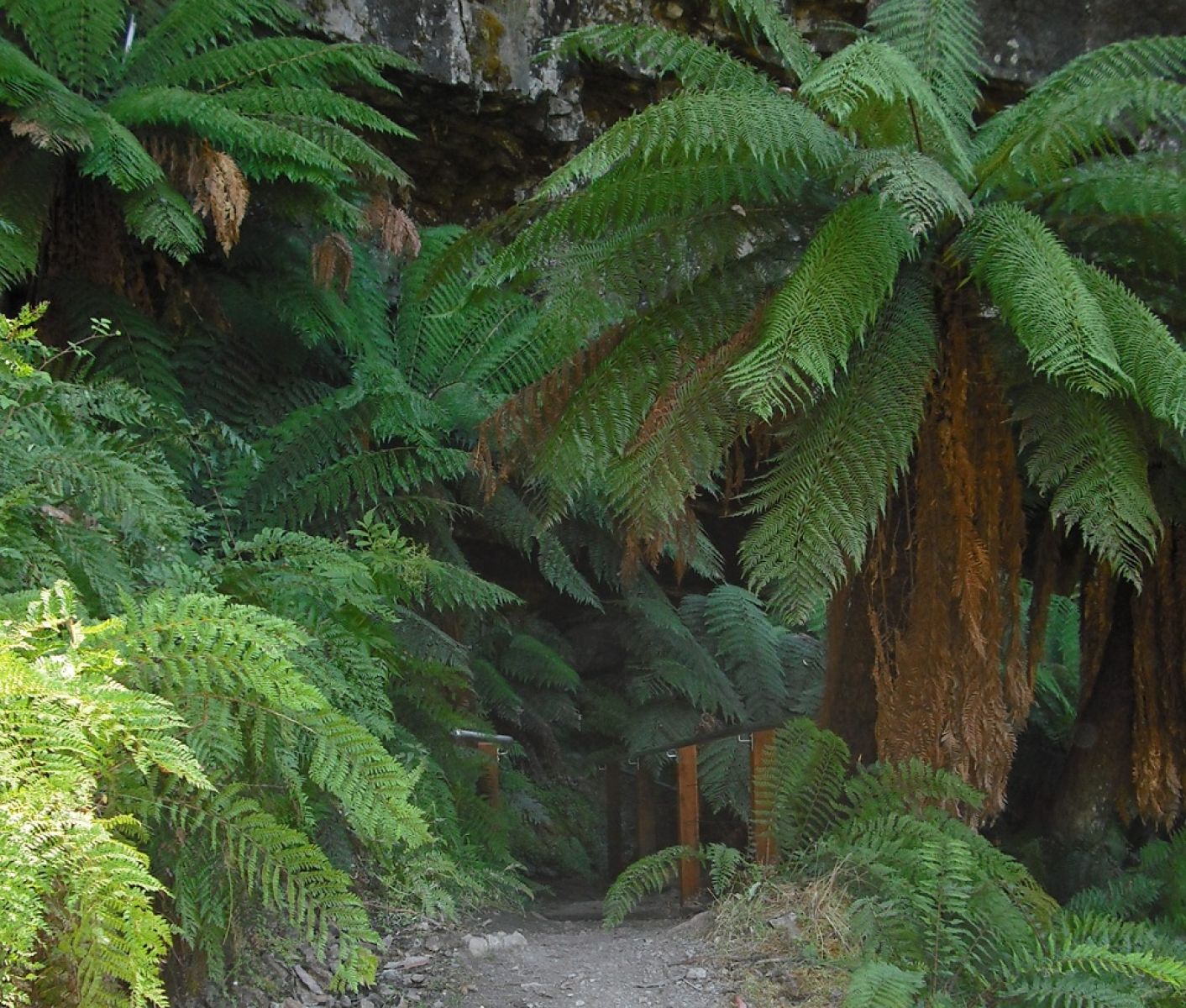 Walking track surrounded by large tree ferns