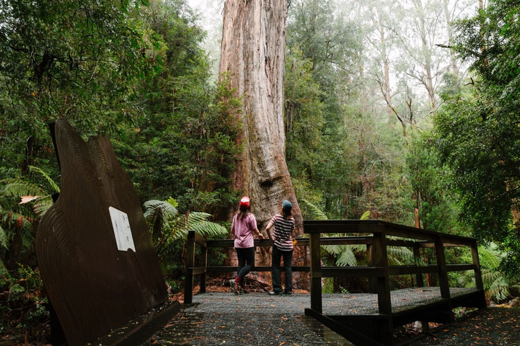 Two people in the forest look up at a huge tree