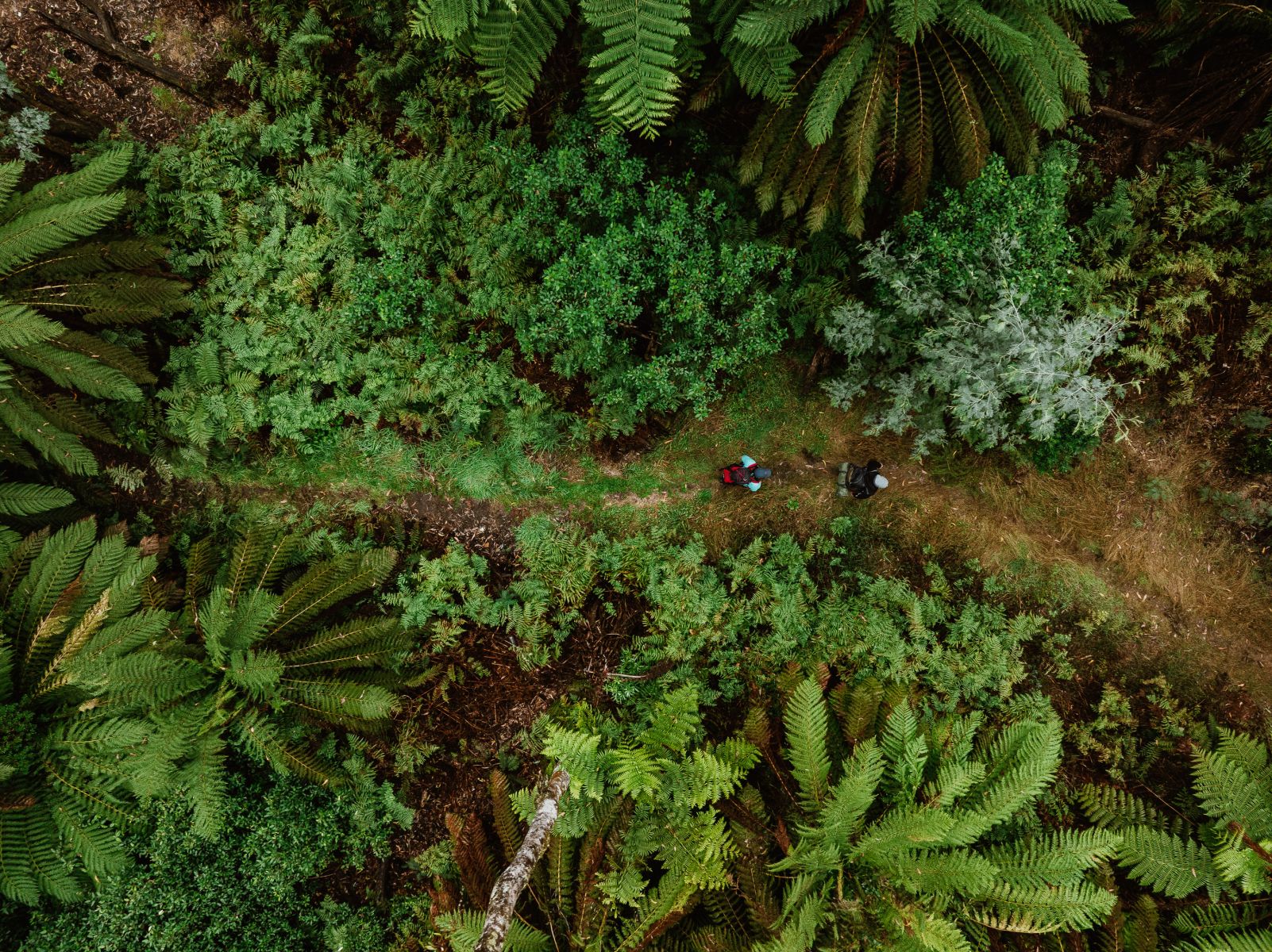 Aerial view of two walkers on a track among tall trees and ferns