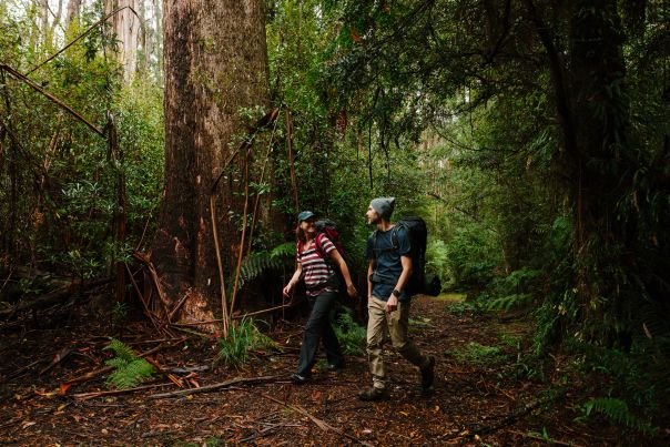 Two people with overnight backpacks walking through tall forest