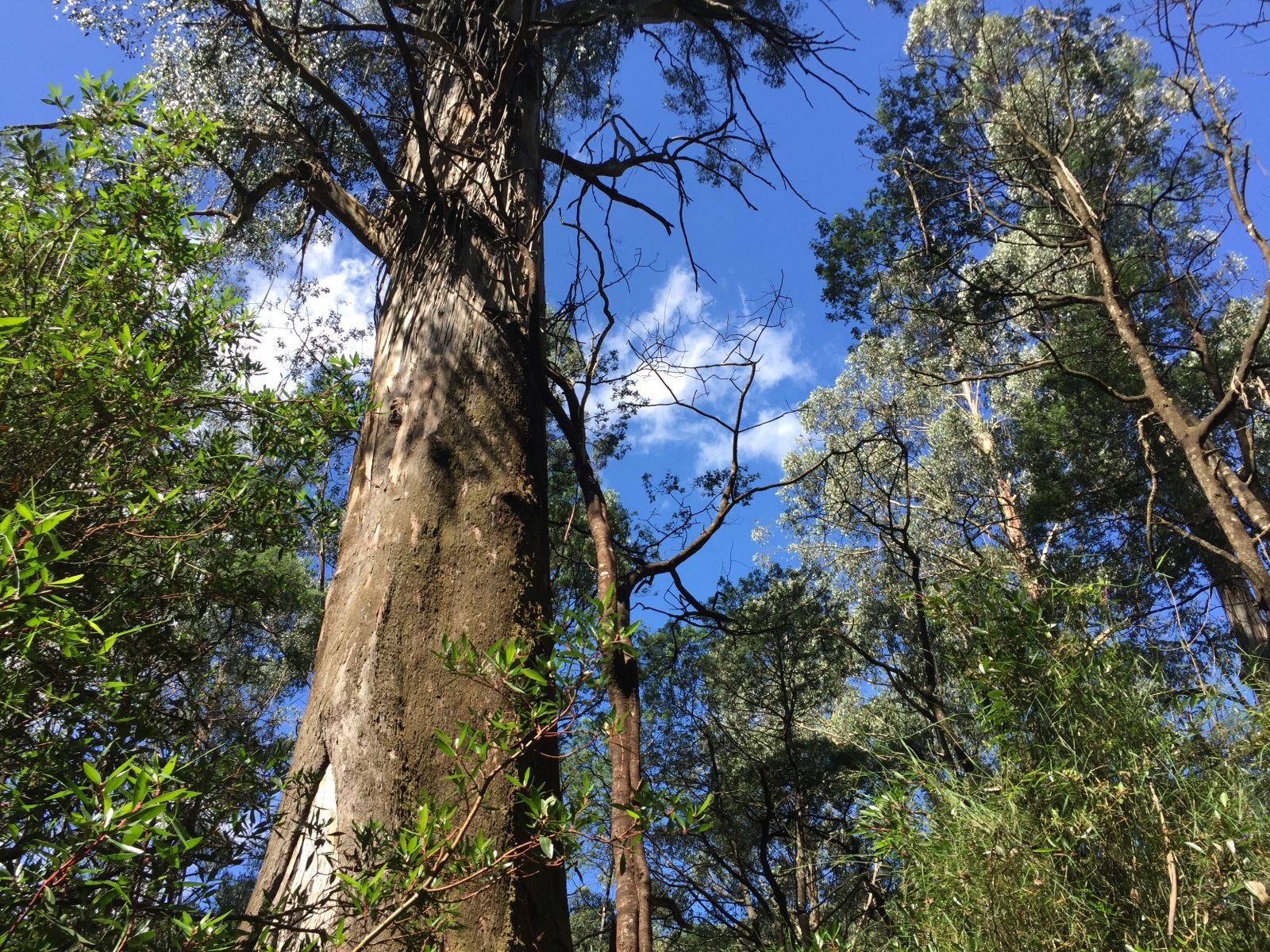 The Kalatha Giant Tree