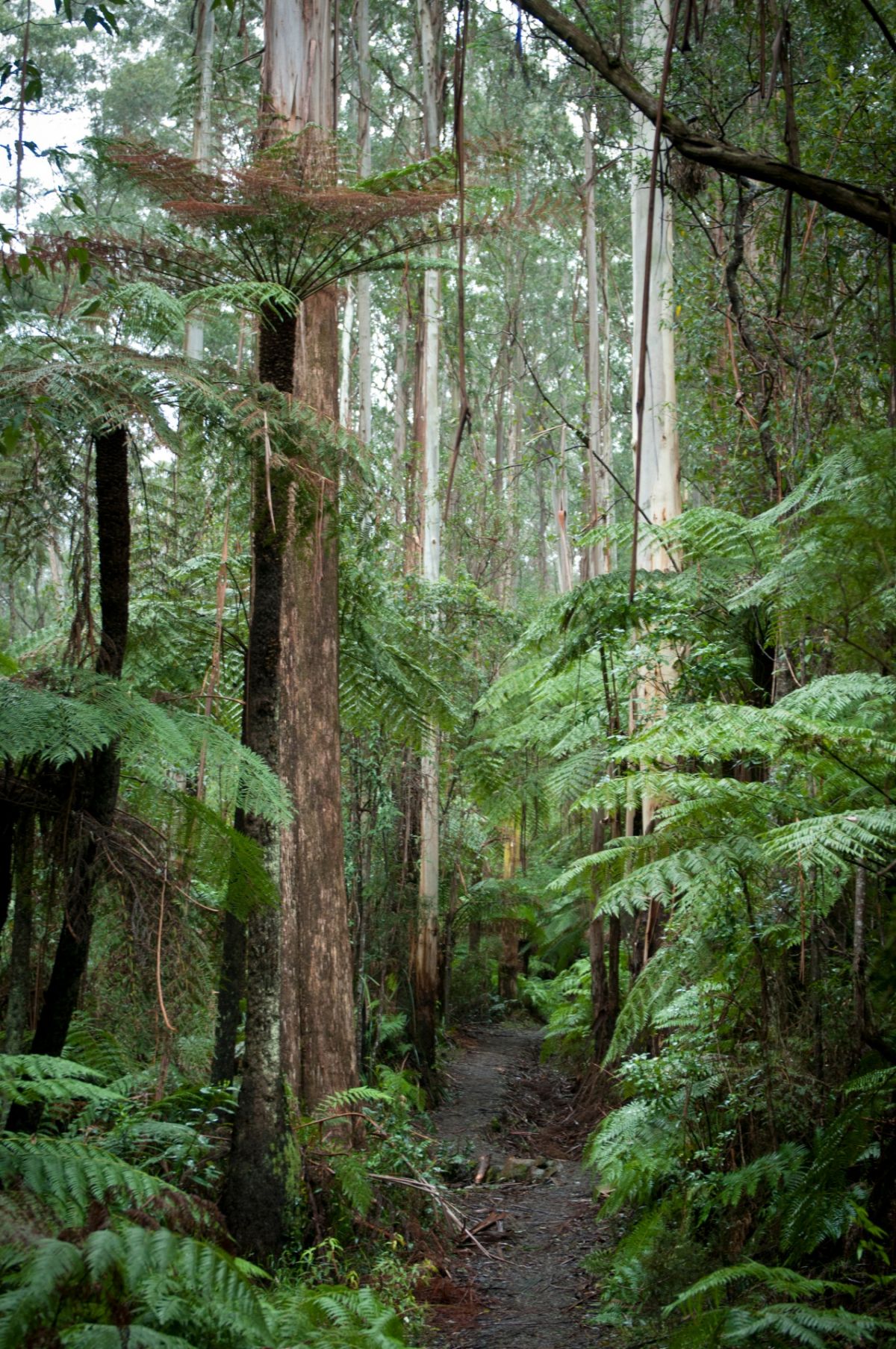 A narrow forest walk through tall trees and ferns