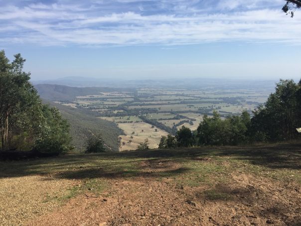 A view overlooking the forest.