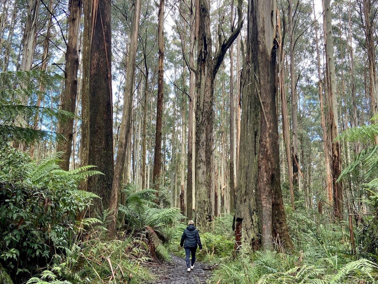 A person walking along a forest trail.