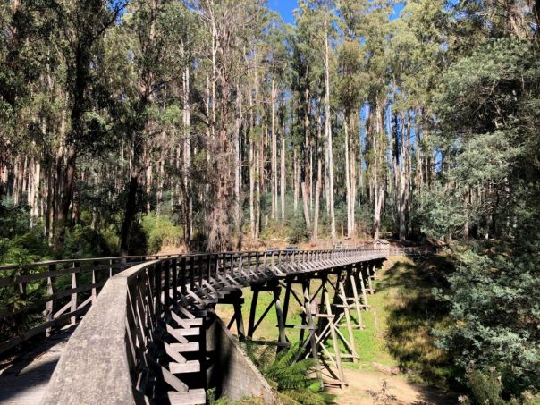 Wooden trestle bridge surrounded by forest