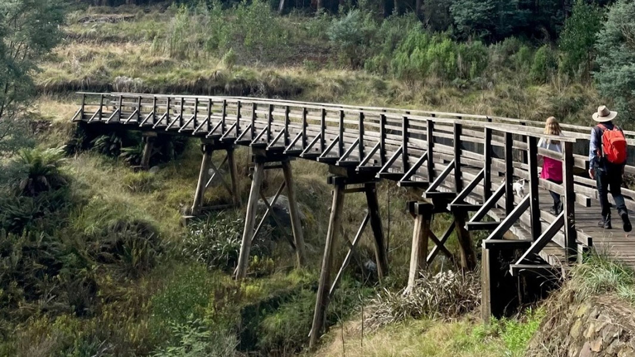 Wooden trestle bridge surrounded by forest