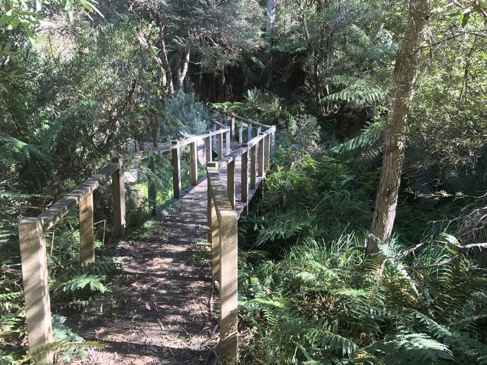 Wooden fottbridge surrounded by forest