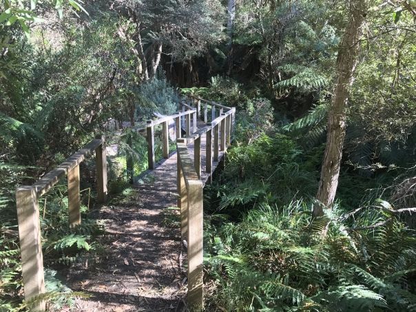 Wooden fottbridge surrounded by forest