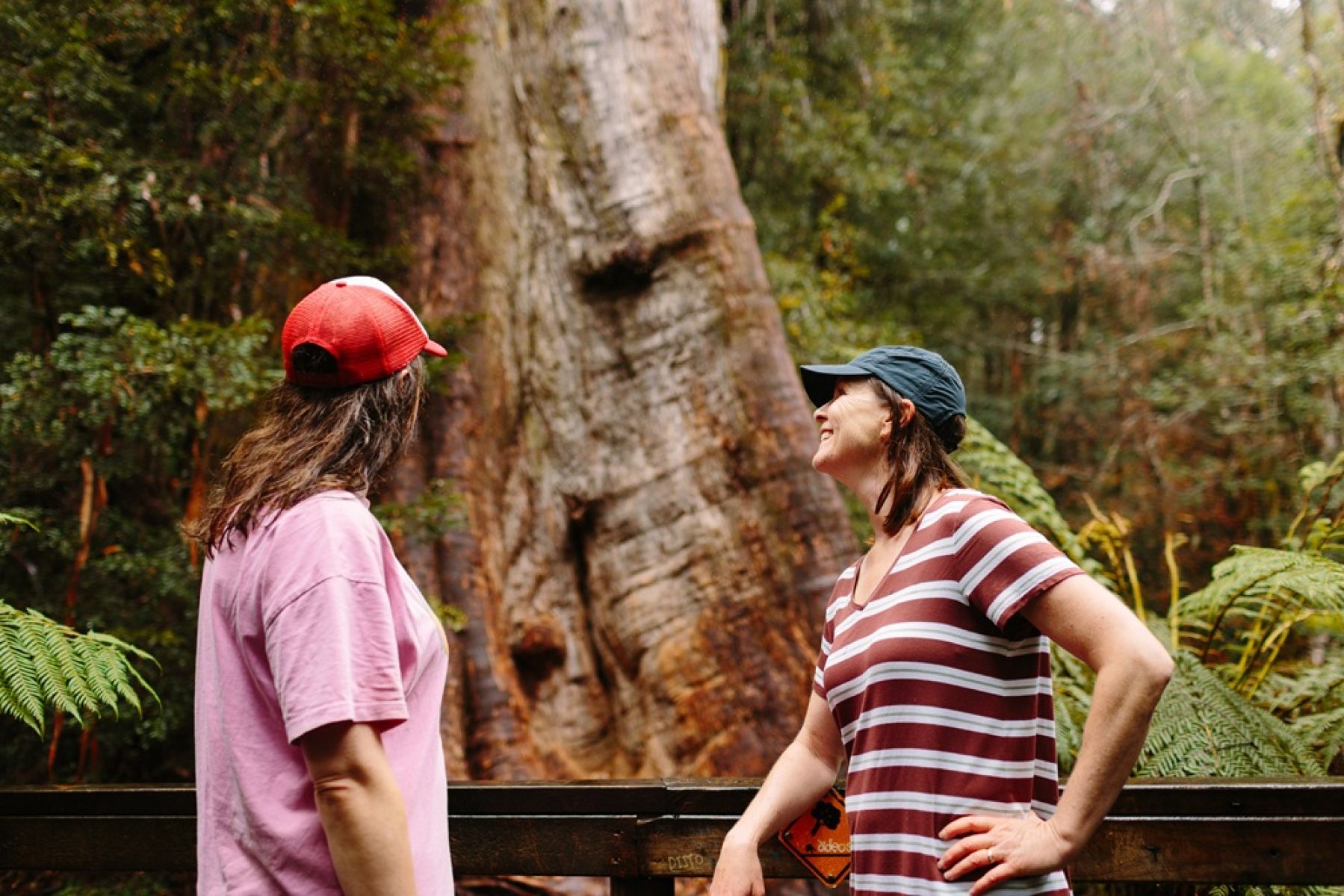 Two people in the forest look up at a huge tree