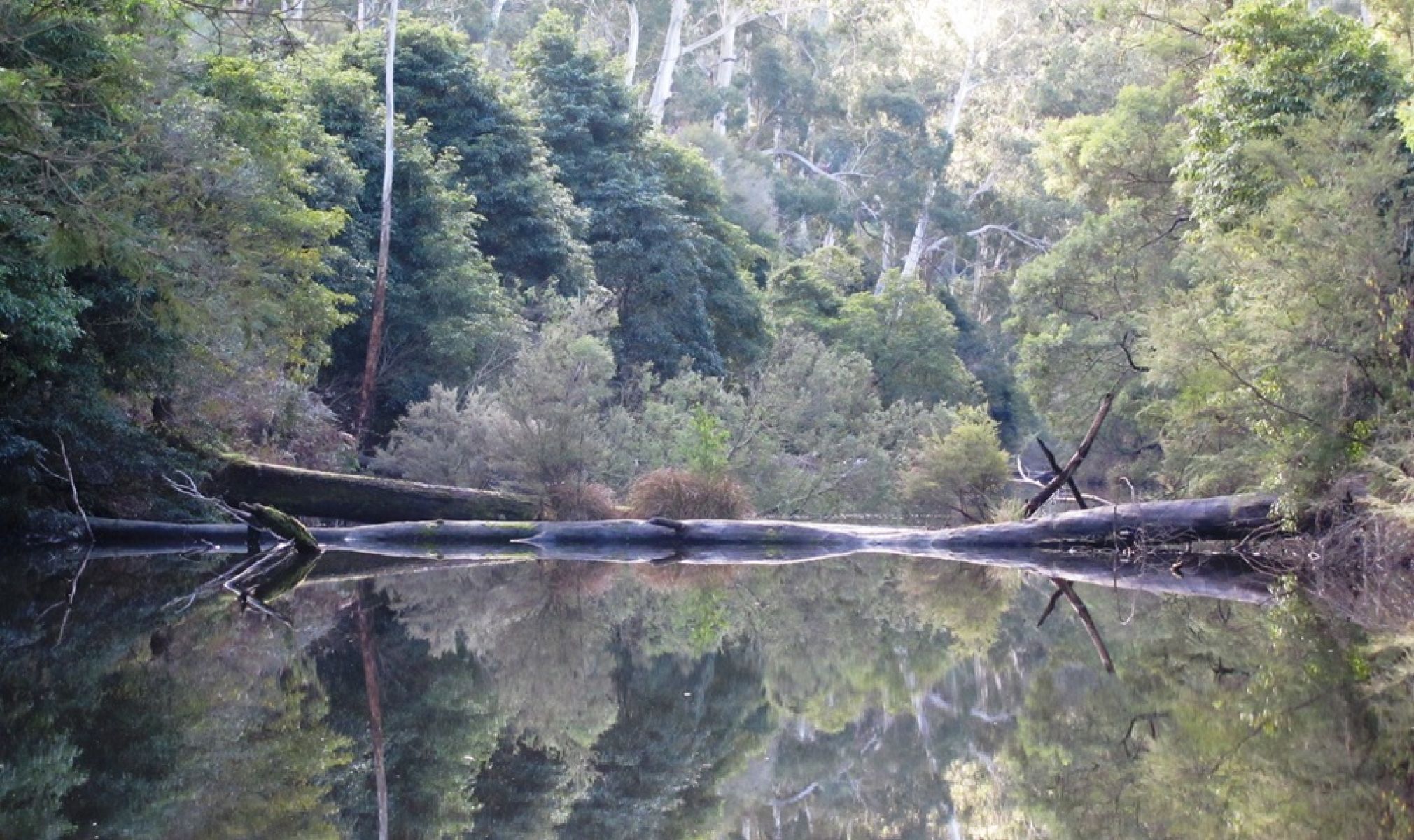 River surrounded by tall forest