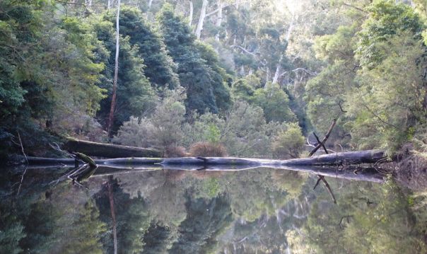 River surrounded by tall forest