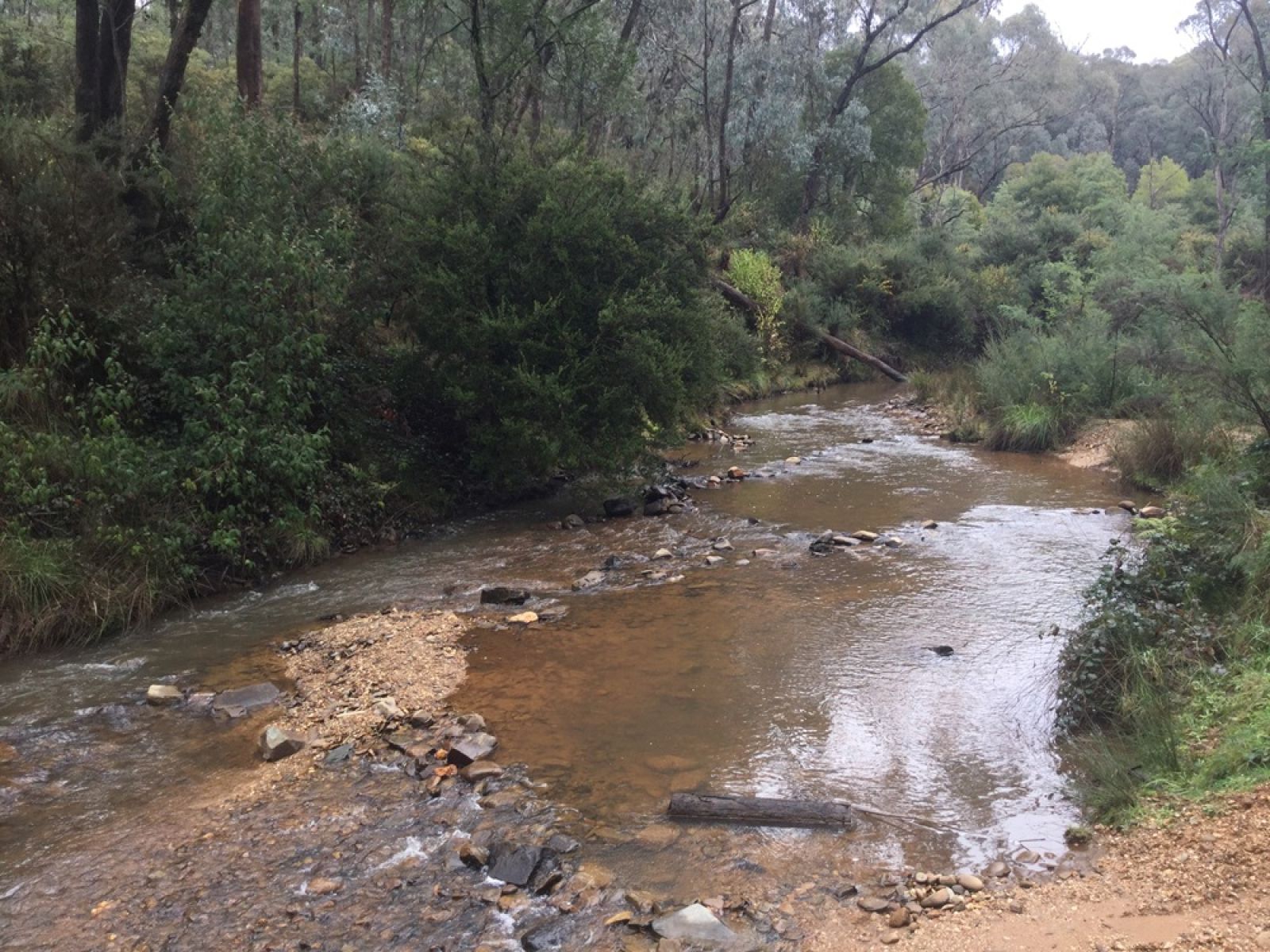 Shallow creek surrounded by forest