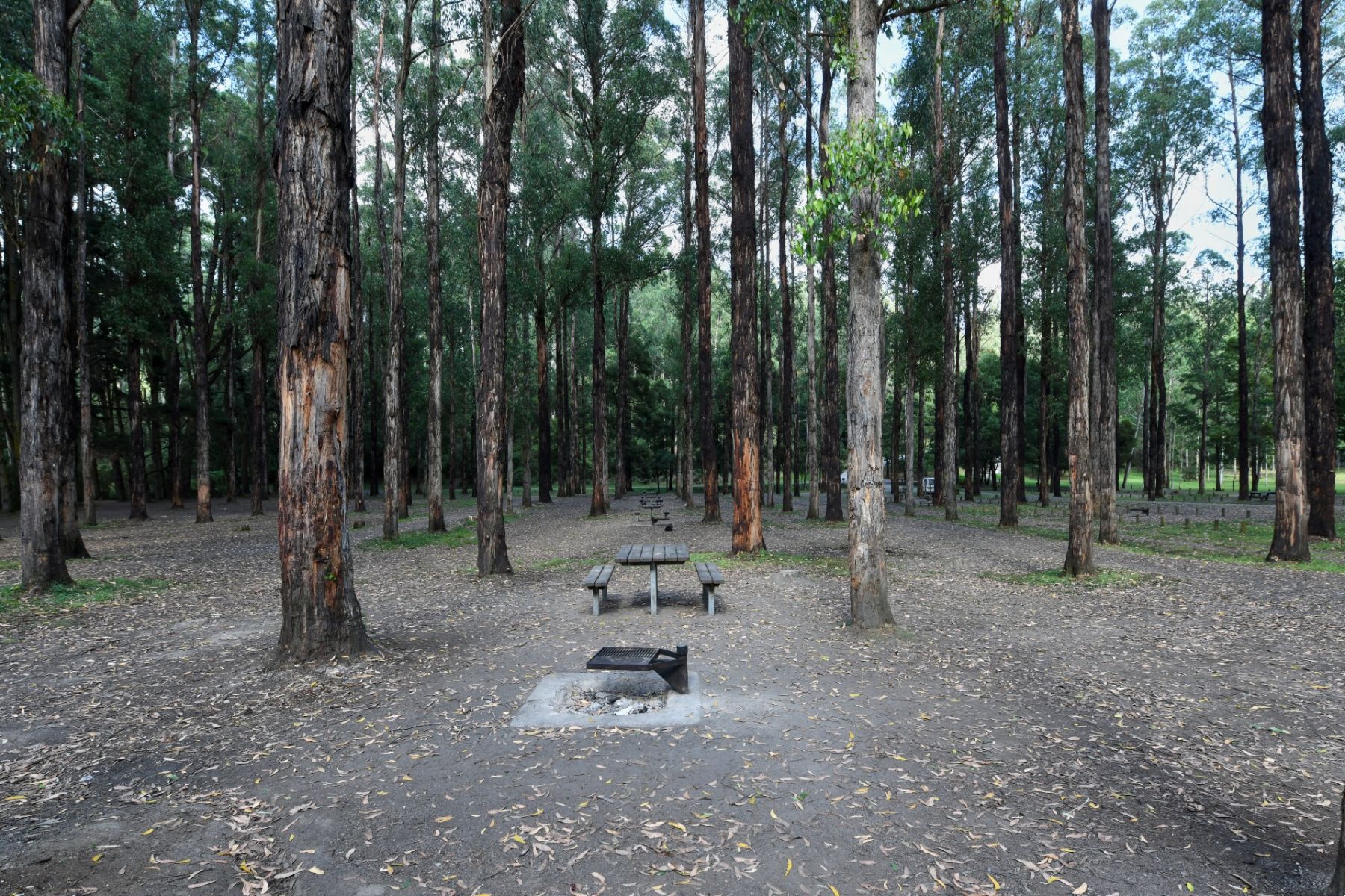 Picnic tables and a firepit in a forest