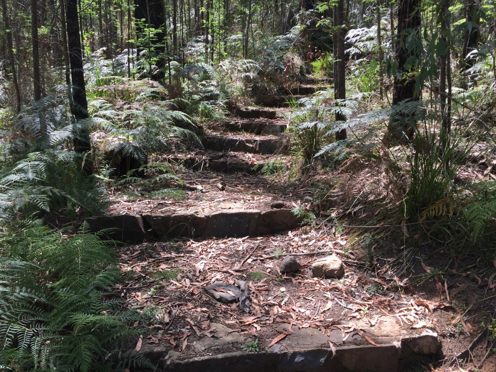 Low steps lead through ferns and a forest