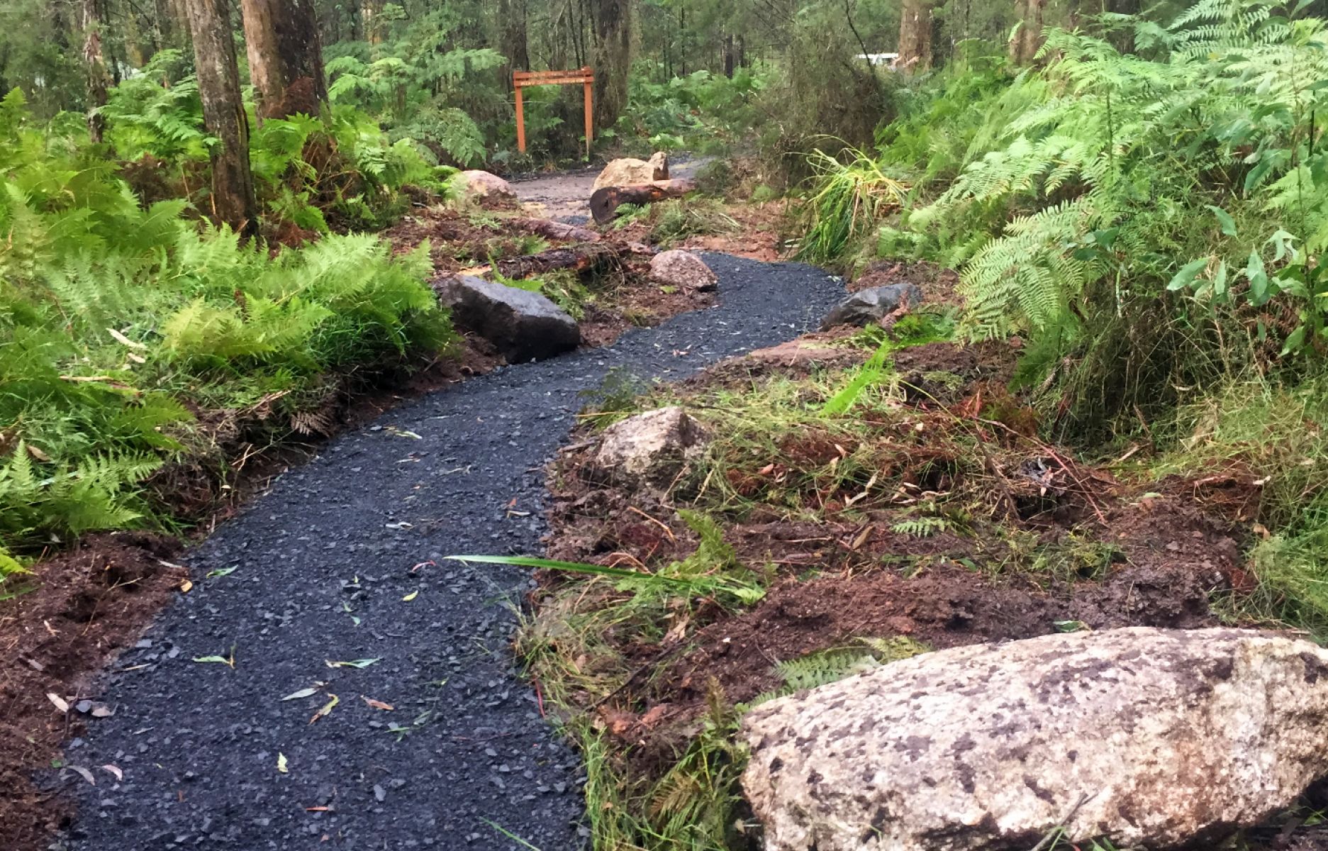 A gravelled walking track through a ferny forest