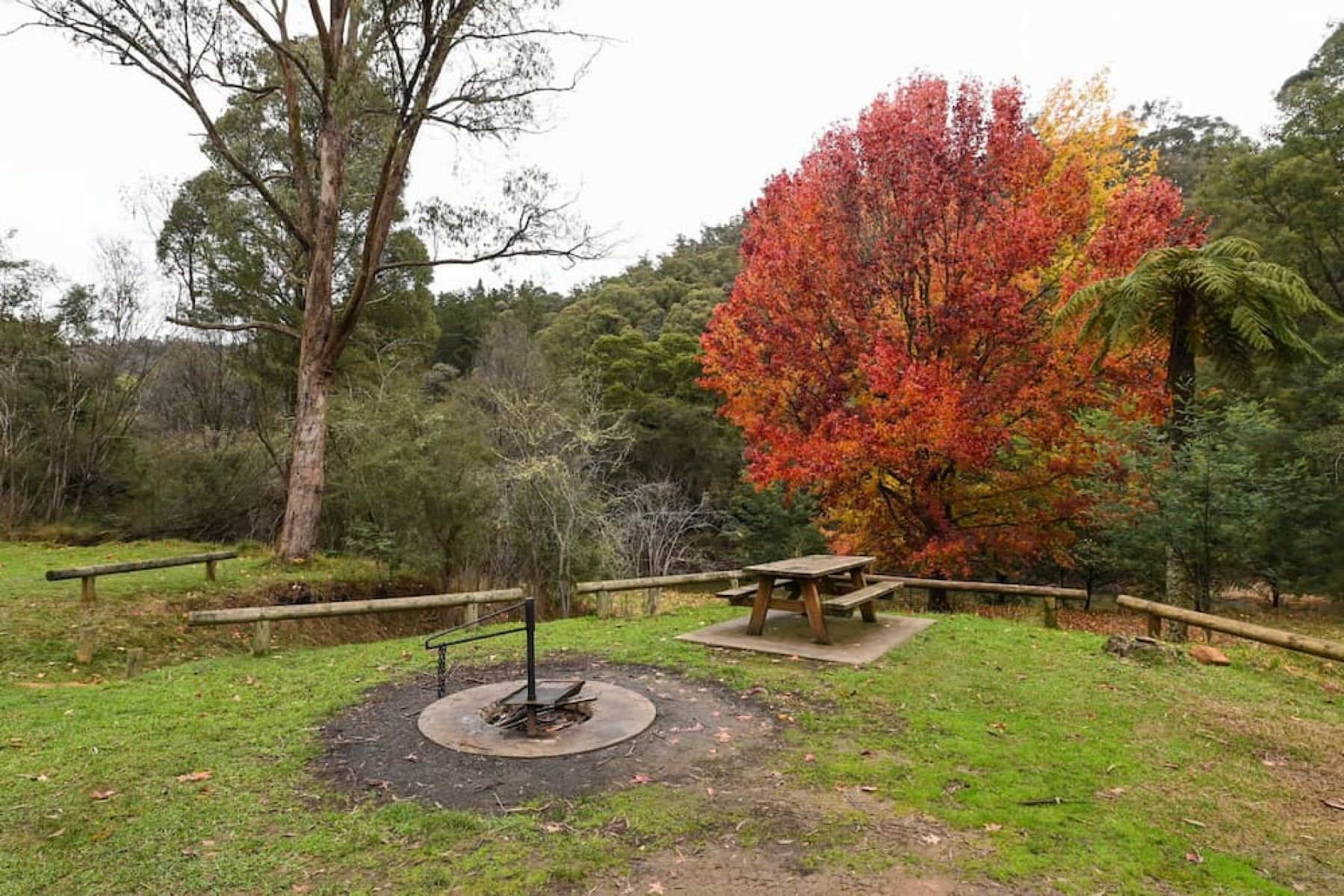 A large grassy campground with picnic tables among tall trees