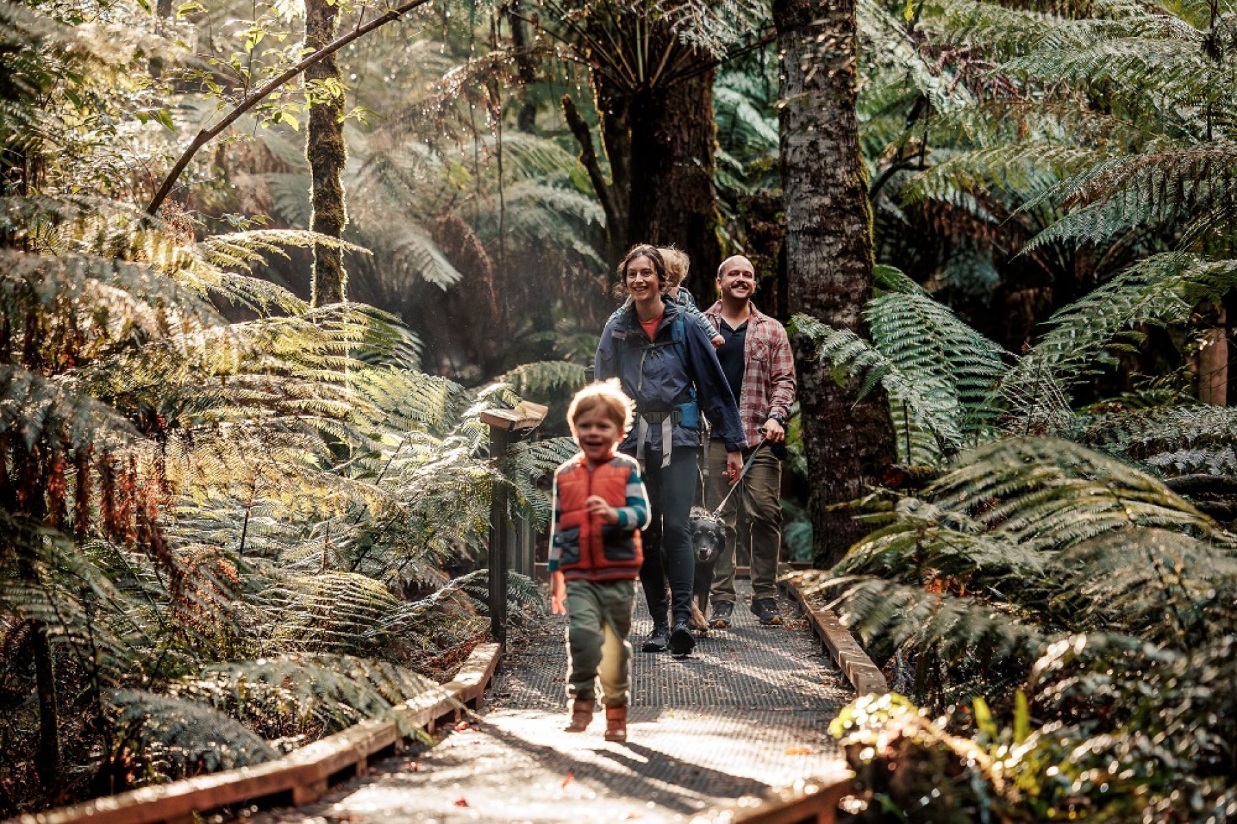 A family walking on a boardwalk in the forest