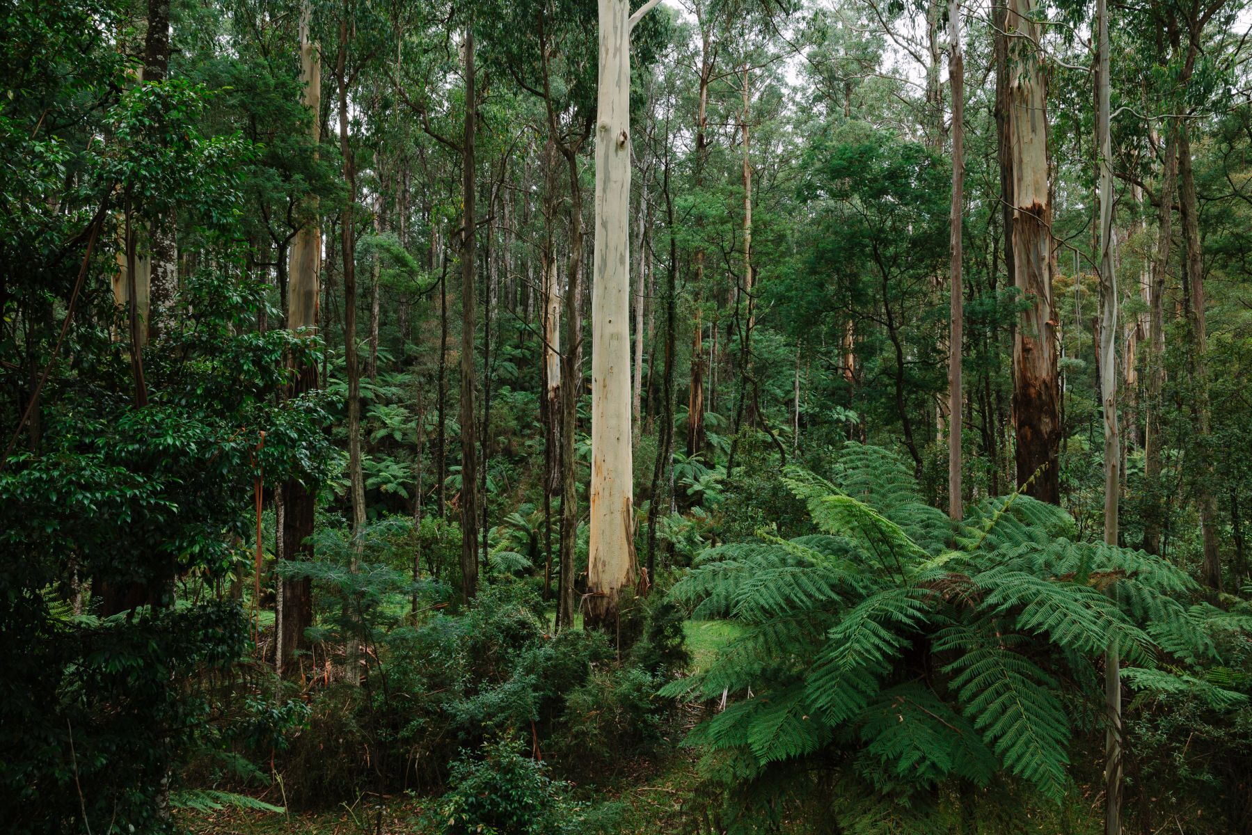 Lush forest of mountain ash and ferns