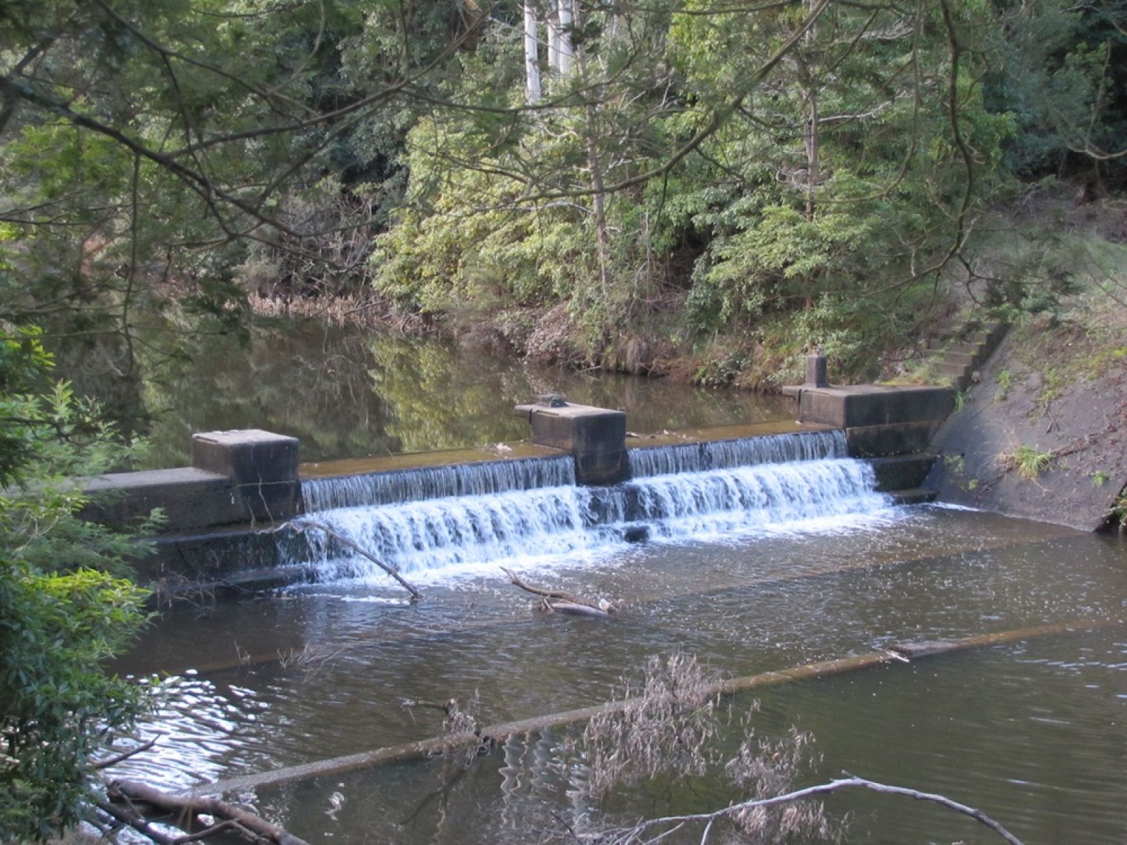 A small weir on a river surrounded by forest