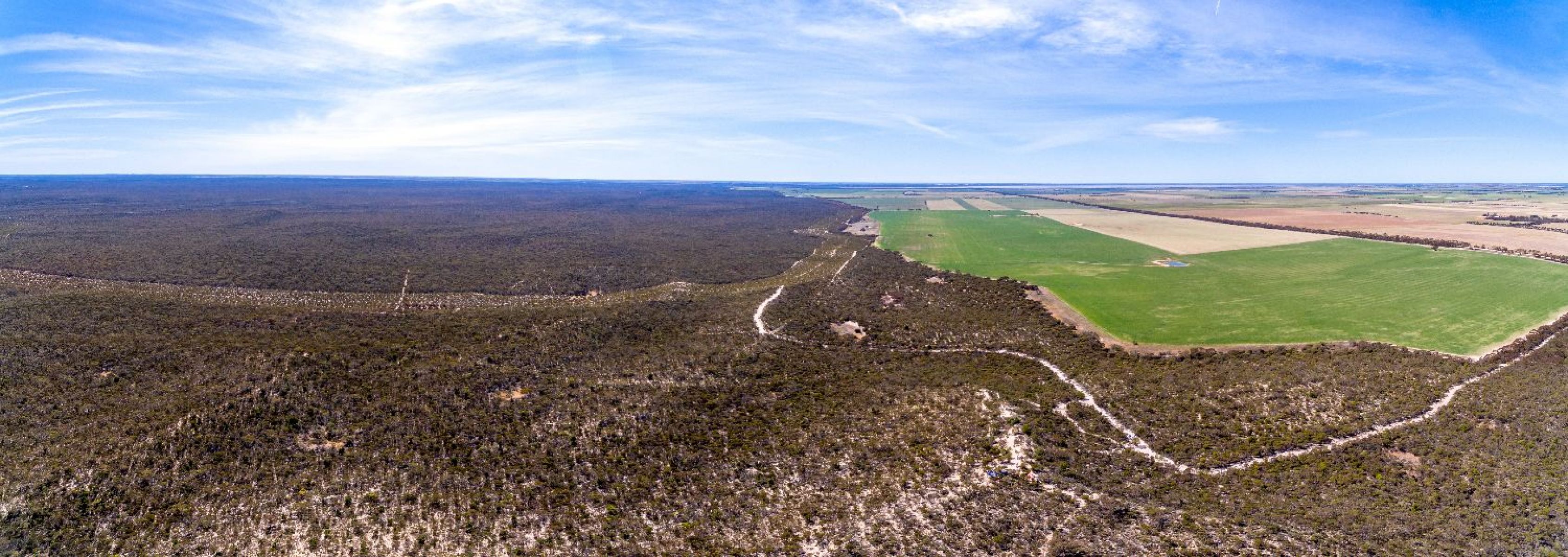 A view of from the lookout point over the Mallee. Blue sky across the distance, with landscape of green in the distance and brown trees in the foreground. 