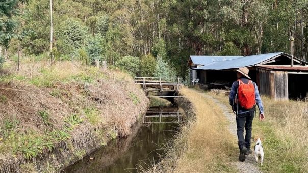 Peson walking beside aqueduct with a small dog with forest in backdrop