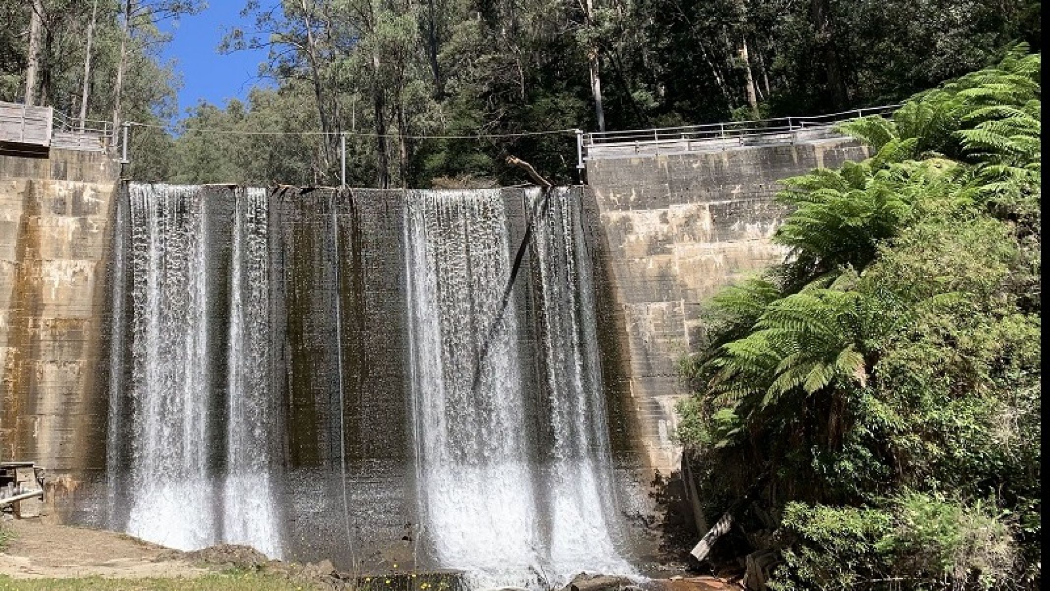 Water flowing over concrete dam wall surrounded by forest