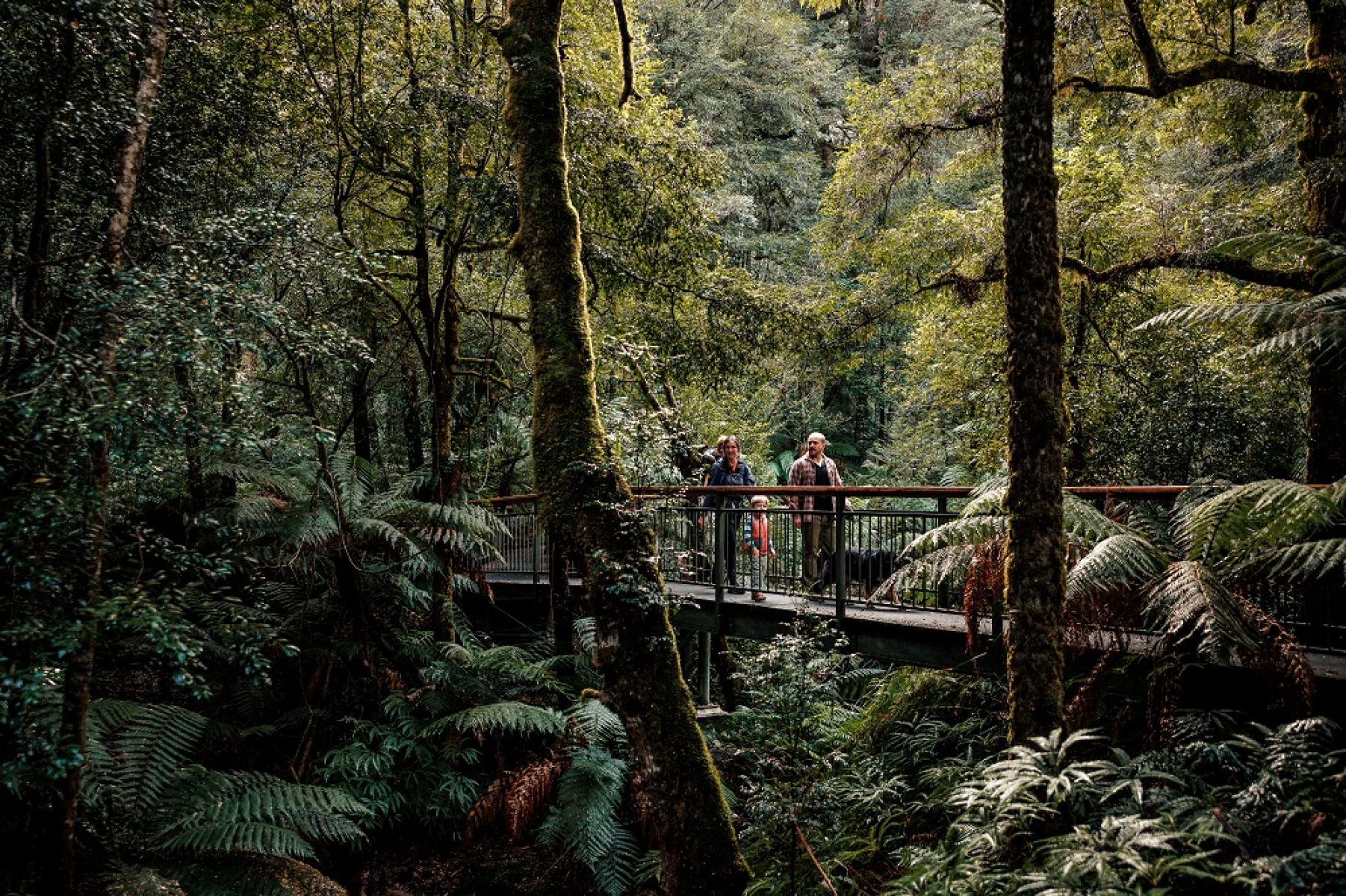 People walking on boardwalk in rainforest