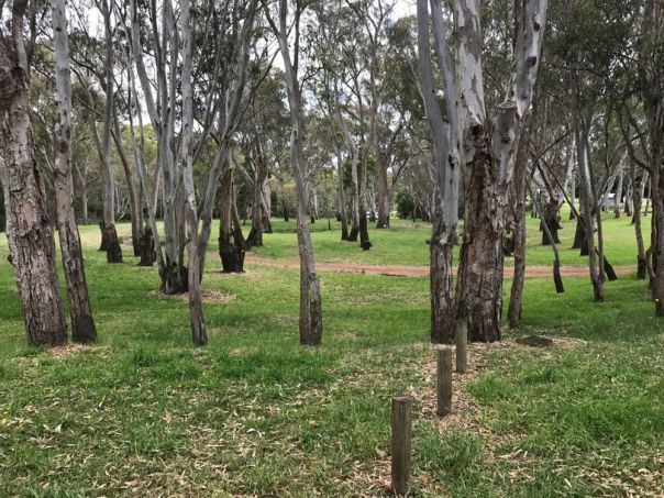 A view of a tree covered forest campground
