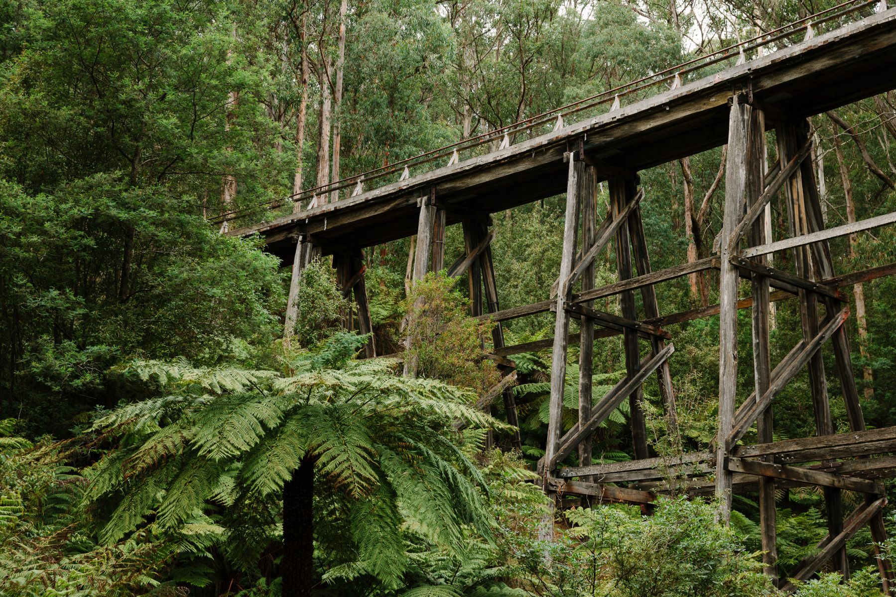 A tall old wooden trestle bridge surrounded by forest