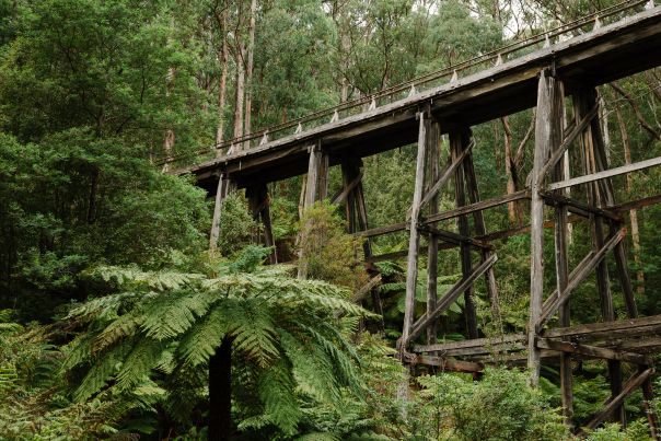 A tall old wooden trestle bridge surrounded by forest