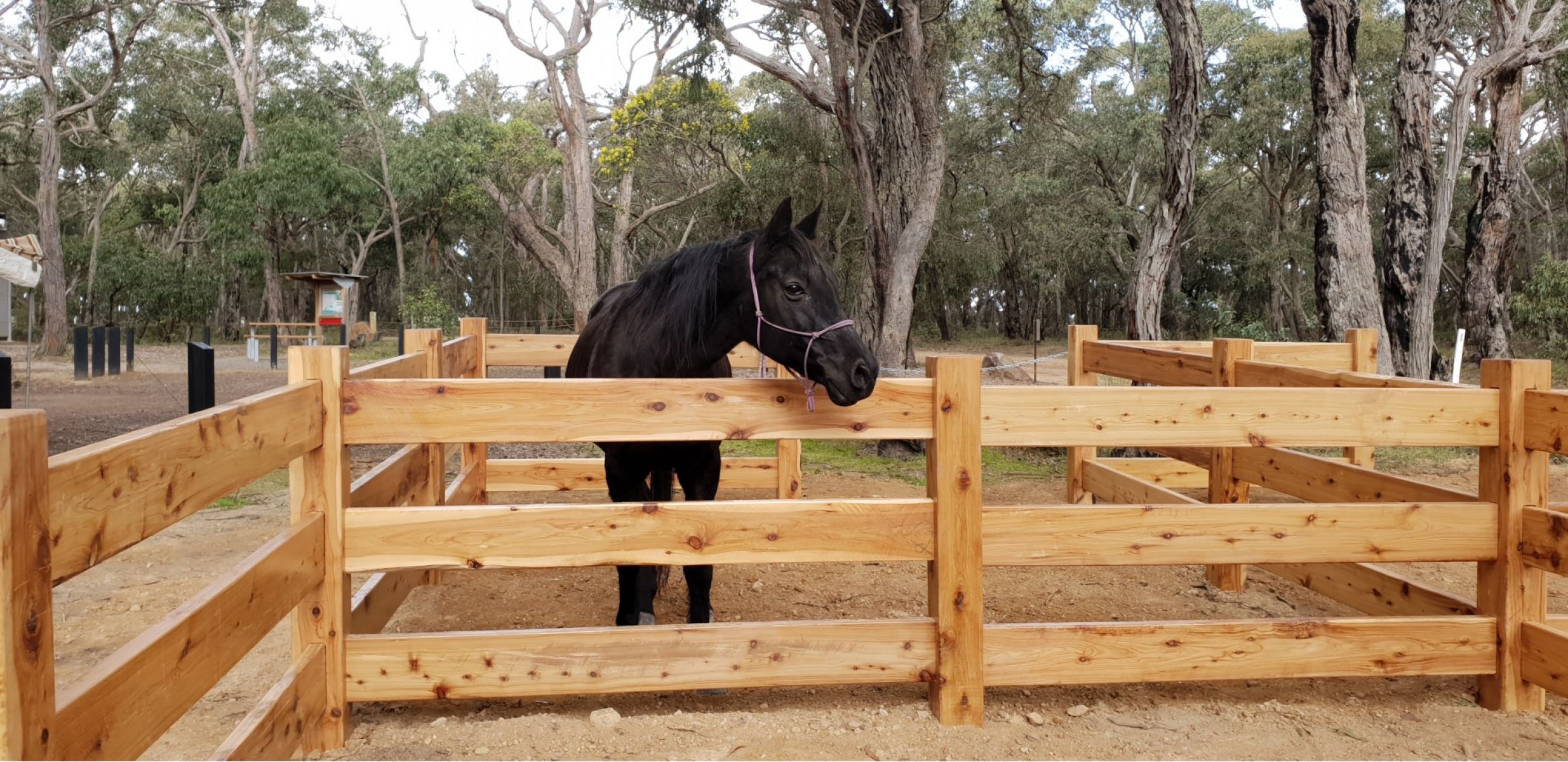 A black horse in the horse yard