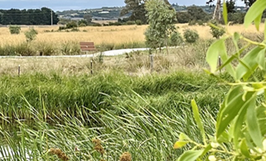 Bells Avenue Wetlands