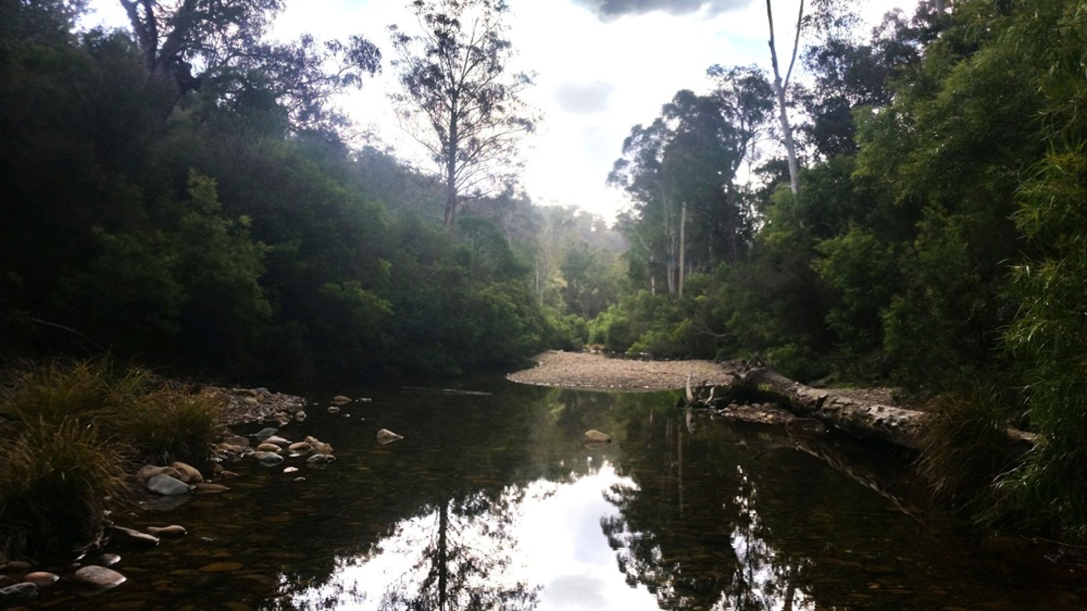 A creek surrounded by forest
