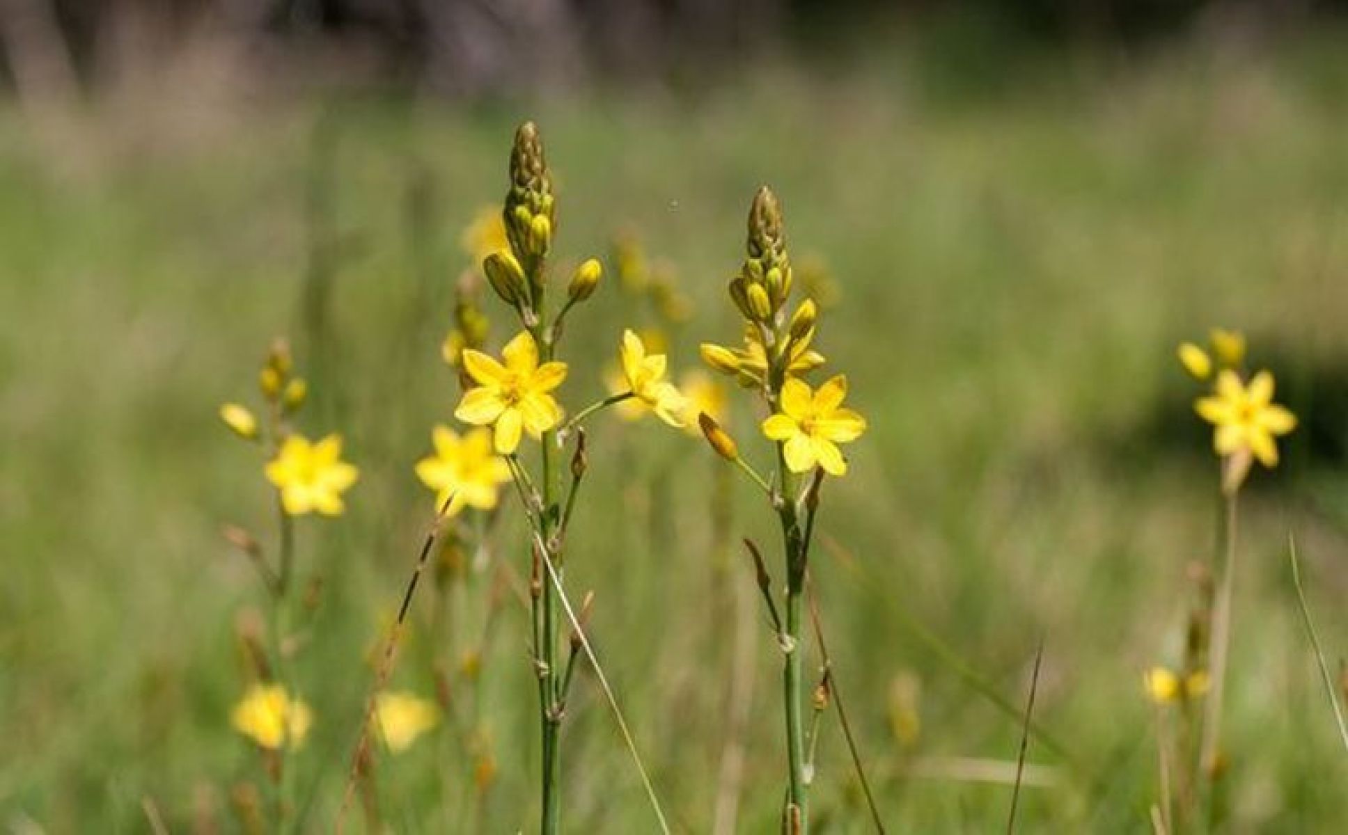 yellow daisies in grasslands