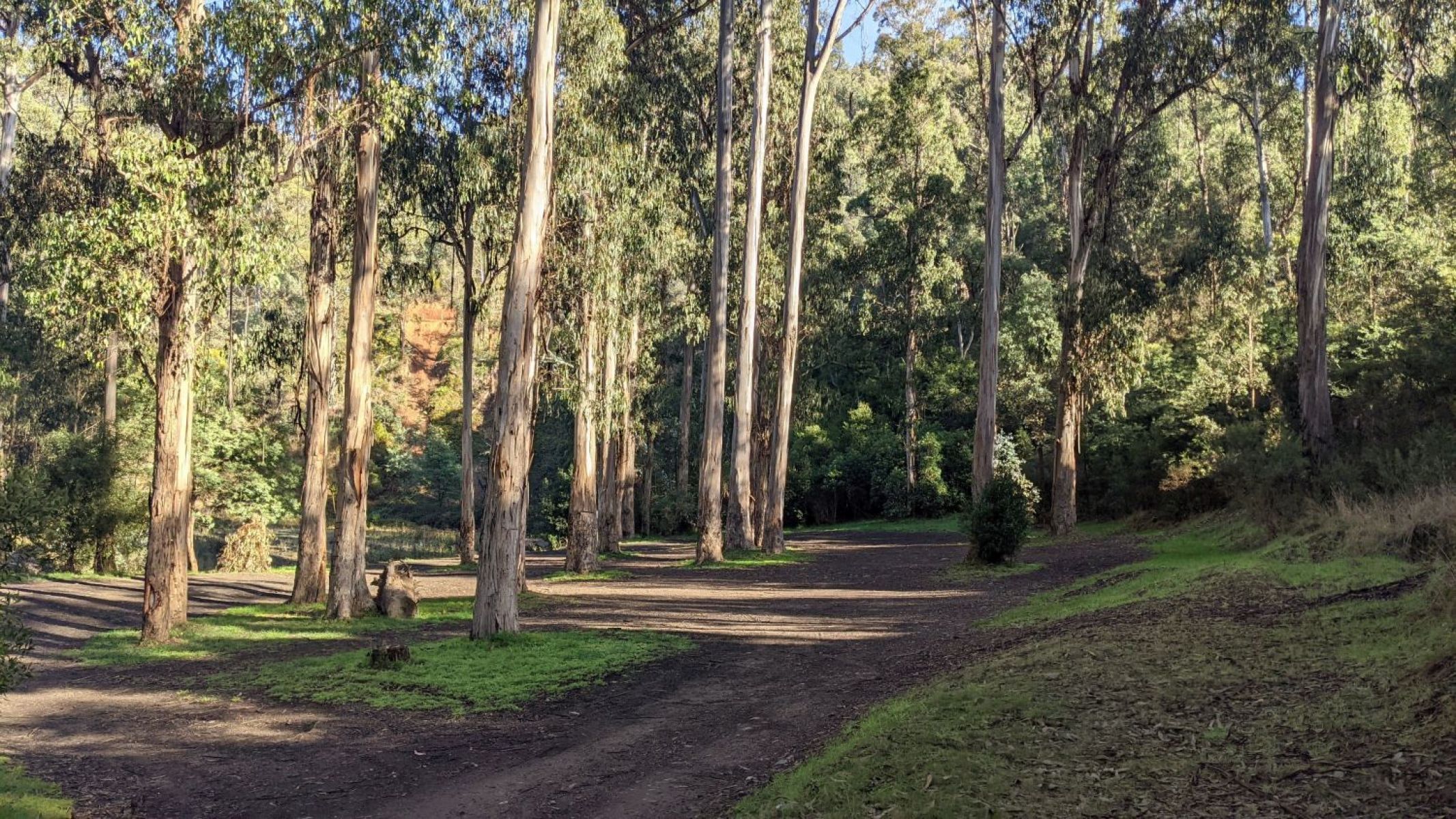A flat, dirt campsite and road with tall trees surrounding.