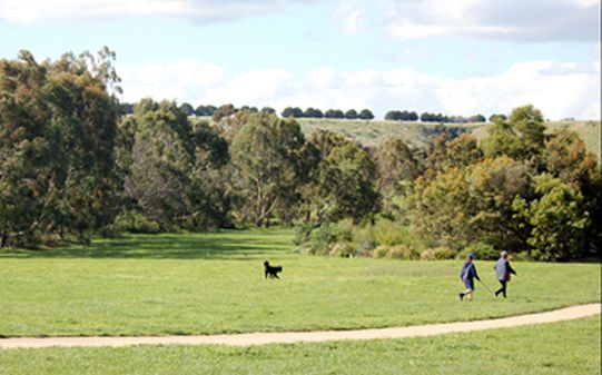 Two people walking in the park and a dog running around on park grounds
