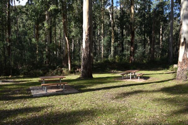Two picnic tables in a grassy area surrounded by a variety of trees.
