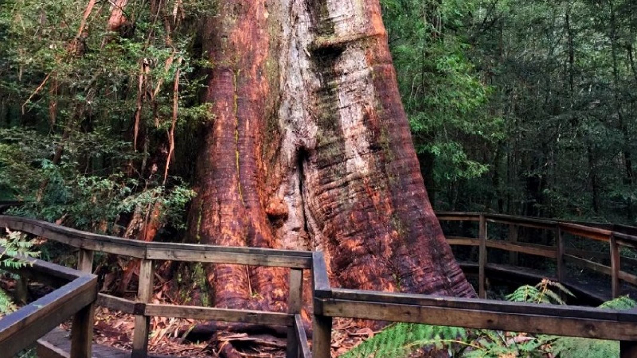 A large tree in the forest. 