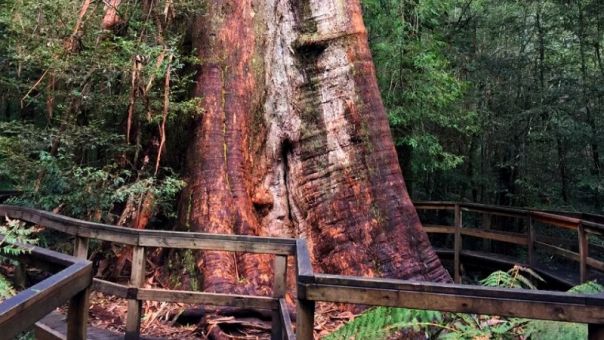 A large tree in the forest.