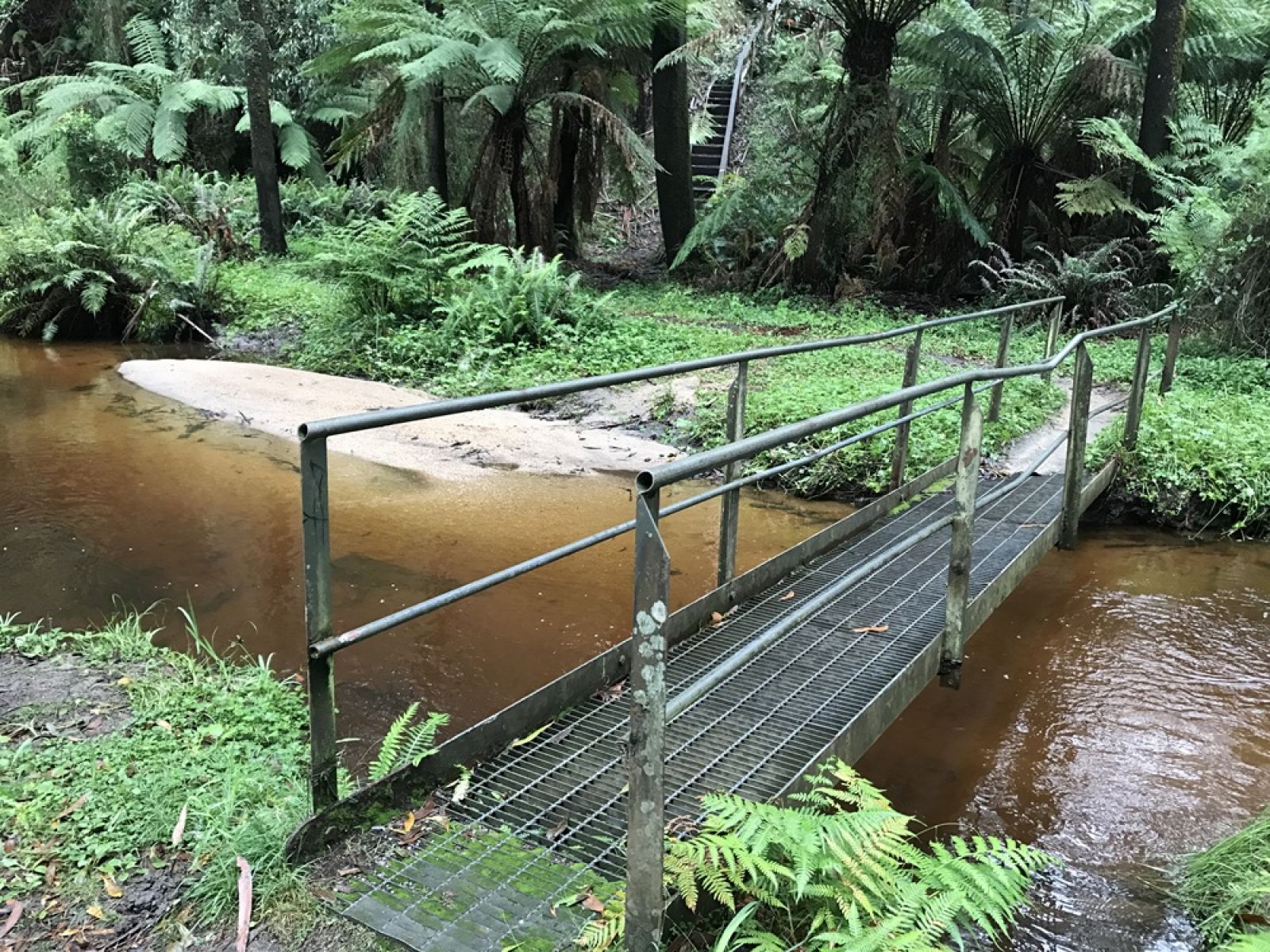 A metal bridge over a creek surrounded by trees and ferns in the forest. 