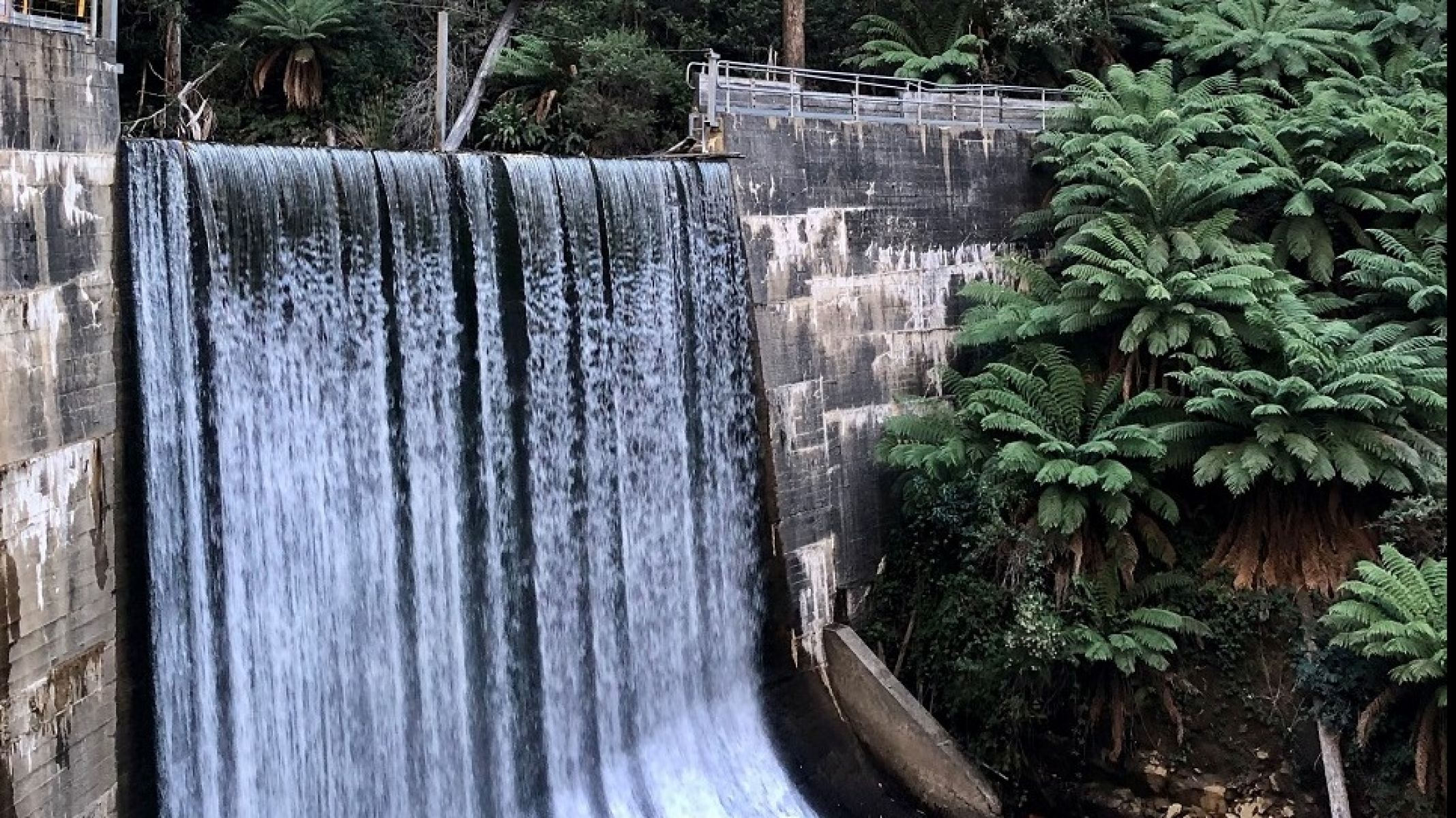 Water flowing over concrete dam wall surrounded by forest