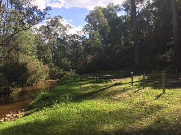 A grassy clearning beside a creek surrounded by trees