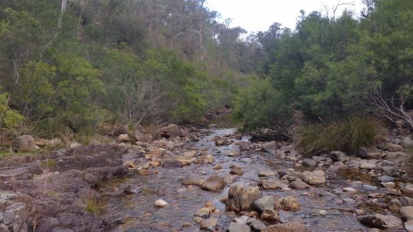 A rocky creek surrounded by forest