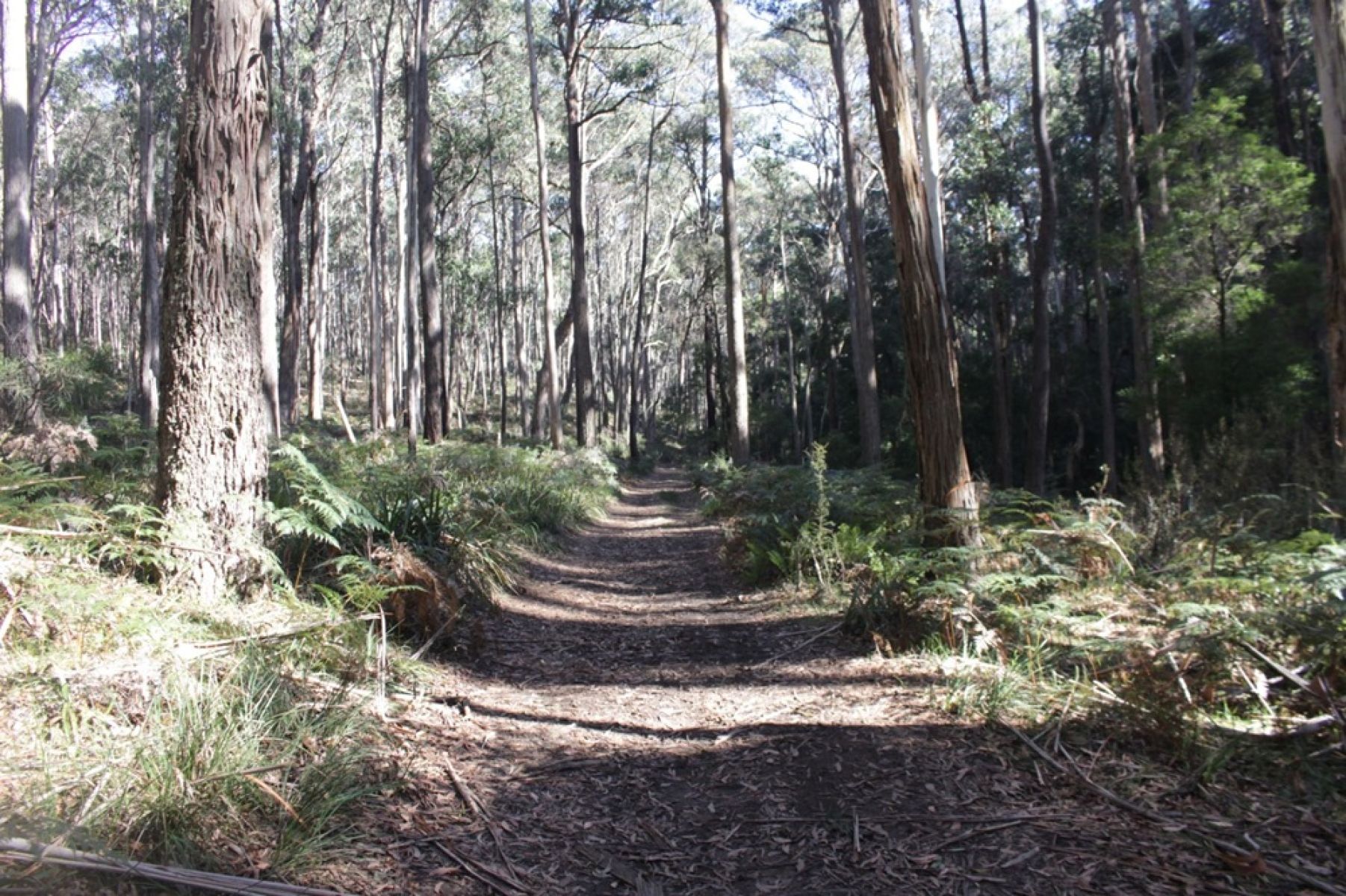 A walking track in the forest 